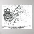 Search for ammonite posters Ocean