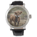 Search for highland cattle watches Cow