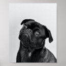 Search for black pug posters Animal