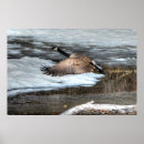 Search for canada goose posters Birds