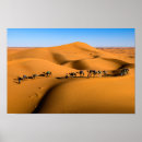 Search for dunes Camel