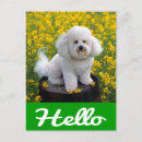 Search for bichon cards Puppies