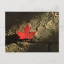 Search for canadian maple leaf postcards Patriotism