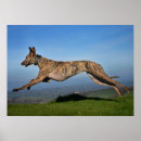 Search for brindle posters Lurcher