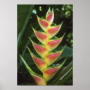 Search for heliconia posters Colourful
