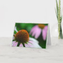 Search for echinacea cards Pink