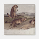 Search for audubon magnets 19th