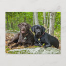 Search for black labrador retriever postcards Pet