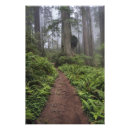 Search for old growth forest art Trail