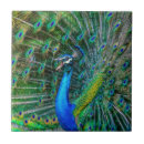 Search for peacock green tiles Peafowl