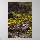 Search for dandelion art Photography