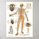 Search for human heart posters Anatomy