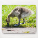 Search for goslings mouse mats Goose