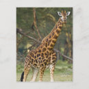 Search for ralph postcards Wildlife