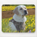 Search for golden lab electronics Labrador retriever