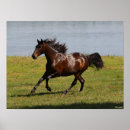 Search for lusitano posters Bob langrish