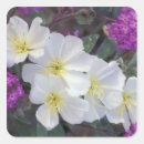 Search for anza borrego stickers Blossom