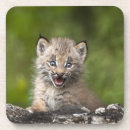 Search for lynx coasters Wildlife