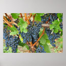 Search for wine grape posters Juice