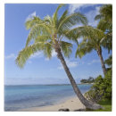 Search for palm tree tiles Sky