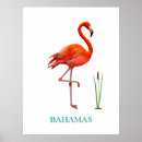 Search for white bird posters Tropical