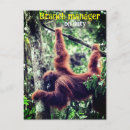 Search for funny monkey birthday cards Wildlife