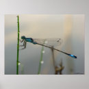 Search for damselfly art nature