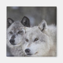 Search for lupus magnets Usa
