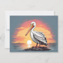 Search for white pelican postcards Water