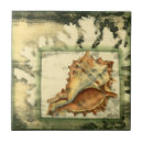 Search for conch shell tiles Beach