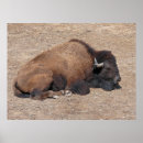 Search for domesticated posters Farm