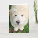 Search for looking at camera cards Animal