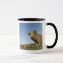 Search for baby pig mugs Babies