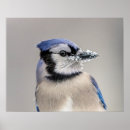 Search for beak posters Animal