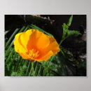 Search for shrub art Bushes