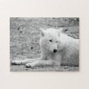 Search for arctic puzzles Carnivore