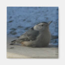 Search for nuthatch Photograph