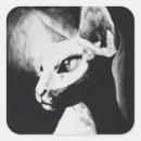 Search for hairless cat stickers Feline