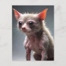 Search for funny cat postcards Animal