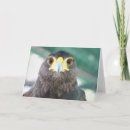 Search for falcons cards Nature