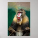 Search for baboon posters Mandrill
