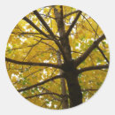 Search for maple trees stickers Yellow