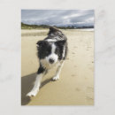 Search for collie cards invites Sand