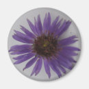 Search for asters magnets Purple