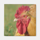 Search for buff magnets Chicken