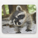 Search for bandit mouse mats Racoon