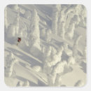 Search for backcountry stickers Snow