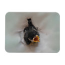 Search for chick rectangular magnets Bird