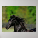 Search for black stallion horse posters Friesian