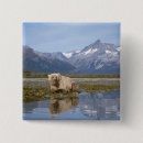 Search for ursus arctos badges Alaska